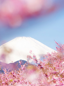 櫻夏之夢