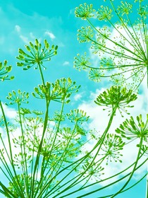 小花仙之再现奇迹。