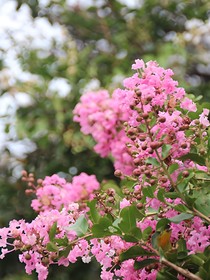 情之花園