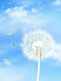 蒲公英的诺言.水默