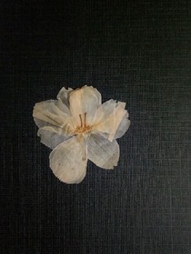 风可曾来过