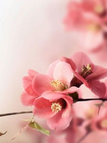 蕭道