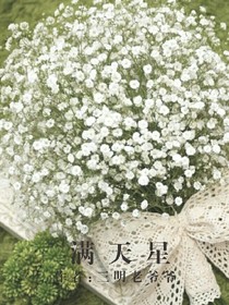 滿天星GL