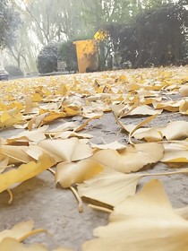 至花海尋你