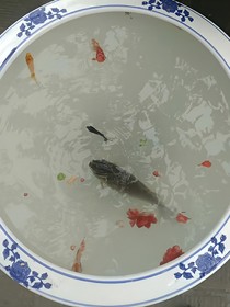 重生歷險記