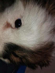 我想你了，我不作了