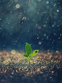 雨的幻想