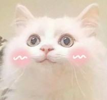 荼靡季的你