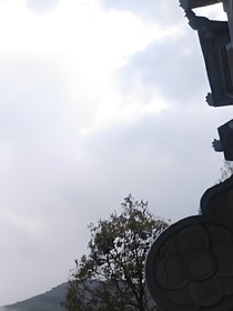 日记葡萄