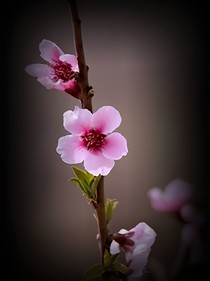 奇妙花语