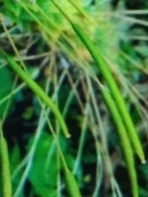 香蜜沉沉燼如霜之鳳霓裳