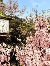 醉落_樱花