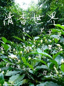 清香世界