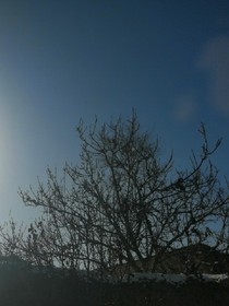 黄土地