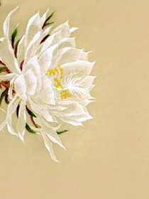 重生之曇花