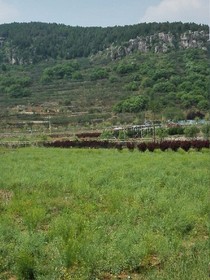 阳光和雨露