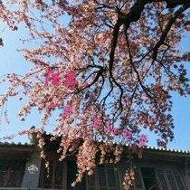 陌离，又是一年桃花季