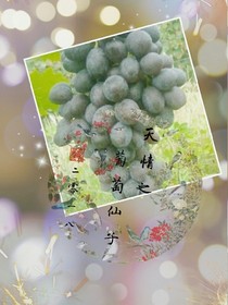 天情之葡萄仙子