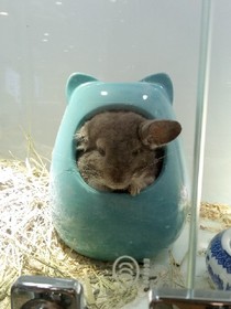 以你之姓冠我之名