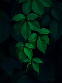 情話，微甜