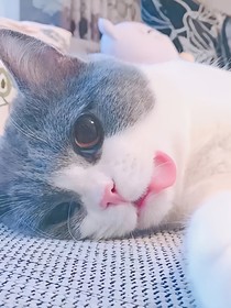 你的小耳朵