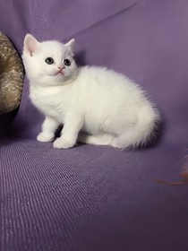 一线巨星
