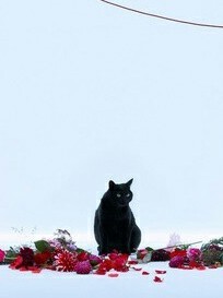 96Cat梦境异闻录