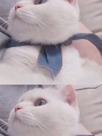总裁好好爱