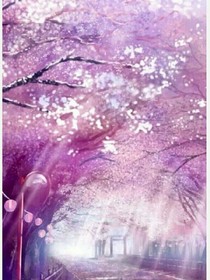 我们的樱花约定