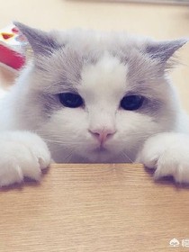 亲爱的，你怎么变成猫了