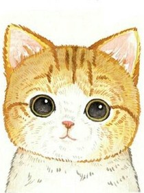 我家有只小橘猫