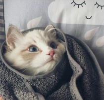 TF之我是男神那只猫