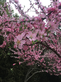街對面的琉璃女孩——薔薇墻小說集