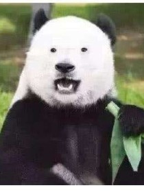 图腾熊猫