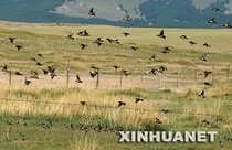 蒋瘸子传奇