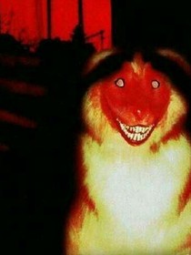 汤姆日记