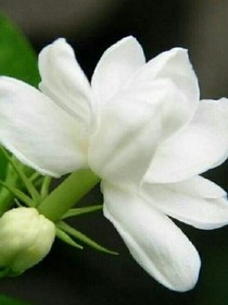 又見茉莉花開1