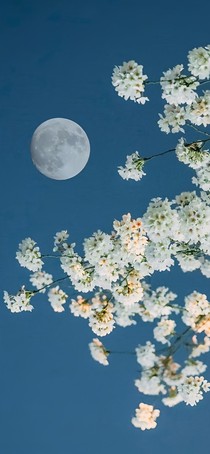 今夜?jié)M天星.