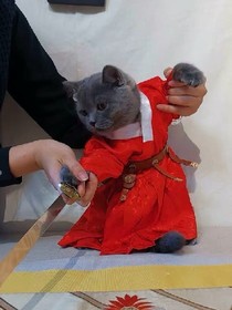 狐妖（咸鱼）