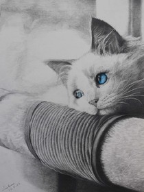 时间与猫