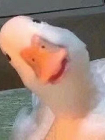 丫頭在這里哦~