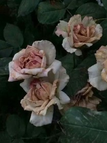 实则名为心动