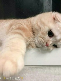 微乎及微的枣恋