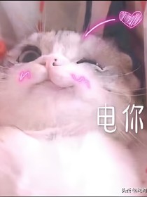 我和你们的师尊是一伙的。