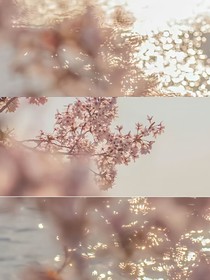 木有七枝