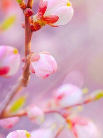 漫天滿(mǎn)花。