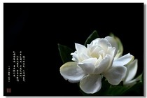 栀花相遇1