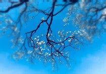 萬樹花開畢業(yè)季