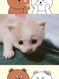 顾少之情