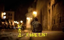 别靠近，黑猫很危险？